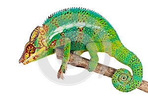 Green Chameleon on branch