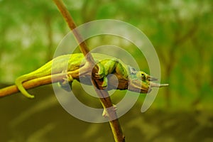 Green chameleon on branch