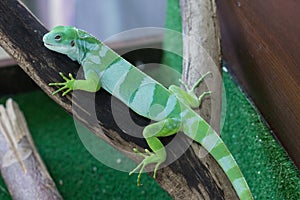 Green chameleon is on a branch in the zoo. A reptile is on a tree