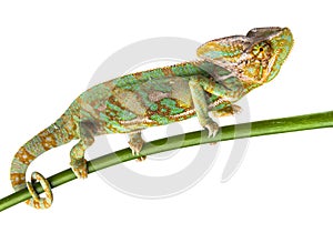 Green chameleon - Chamaeleo calyptratus