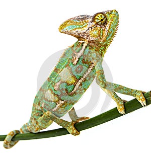 Green chameleon - Chamaeleo calyptratus