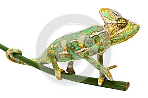 Green chameleon - Chamaeleo calyptratus