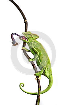 green chameleon - Chamaeleo calyptratus