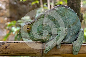 Green chameleon - Chamaeleo calyptratus ,Wild nature Madagascar