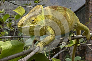 Green chameleon - Chamaeleo calyptratus ,Wild nature Madagascar