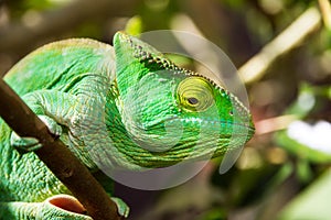 Green chameleon close up photo