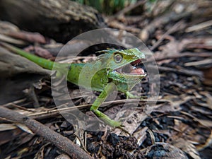 Green chameleon on the ground