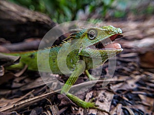 Green chameleon on the ground. Reptil. Fauna, animals. photo