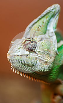 Green chameleon head