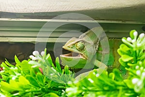 Green chameleon head with open mouth and big eyes