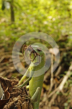 Green chameleon,lizard.saurian photo