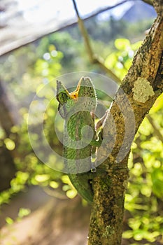 Green Chameleon with mouth wide open