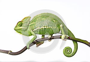 Green chameleon