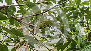 A green chameleon with orange eyes lurked among the foliage.