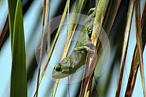 Green chameleon on palm leaf