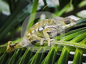Green Chameleon perching on palm tree leaf in Mauritius