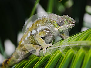 Green Chameleon perching on palm tree leaf in Mauritius photo