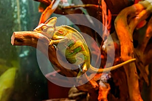 Green chameleon reptile sitting inside of terrarium