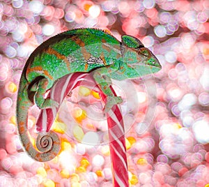 Green chameleon sits on candy canes close up