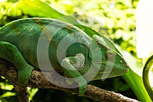 Green chameleon sitting on a branch in the forest, close-up. photo