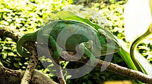 Green chameleon sitting on a branch in the forest, close-up. photo