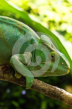 Green chameleon sitting on a branch in the forest, close-up. photo