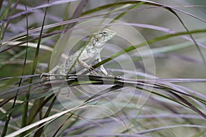 Green chameleon stand holding on tree leaf in the jungle, small lizard dragon hunting insect for food, animal wildlife backgrounds