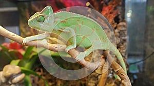 Green chameleon swinging among the branches of dry tree. Chamaeleo calyptratus, cone-head chameleon, veiled chameleon