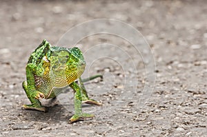 Green chameleon to walk, closeup.