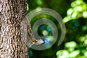 Green chameleon photo