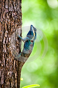 Green chameleon photo