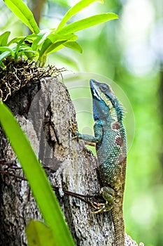 Green chameleon photo