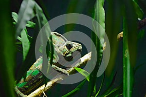 Green chameleon on a tree branch