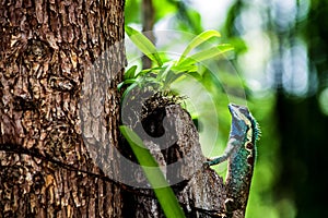 Green chameleon photo