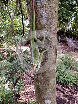 Green chameleon on the tree. Reptil. Fauna, animals. photo