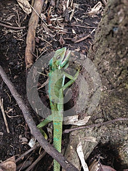 Green chameleon on the tree. Reptil. Fauna, animals. photo