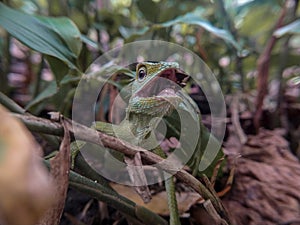 Green chameleon on the tree. Reptil. Fauna, animals. photo