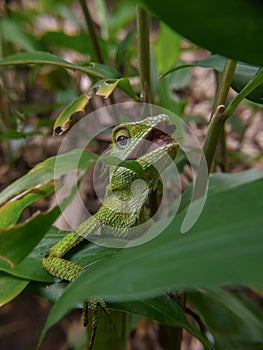 Green chameleon on the tree. Reptil. Fauna, animals. photo