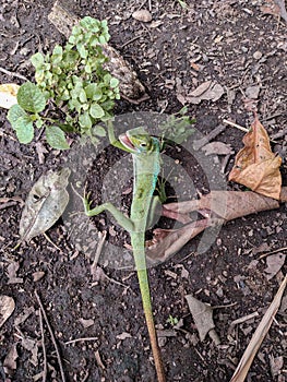 Green chameleon on the ground. Reptil. Fauna, animals. photo