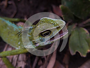 Green chameleon on the tree. Reptil. Fauna, animals. photo