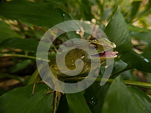 Green chameleon on the tree. Reptil. Fauna, animals. photo