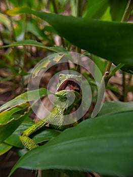 Green chameleon on the tree. Reptil. Fauna, animals. photo