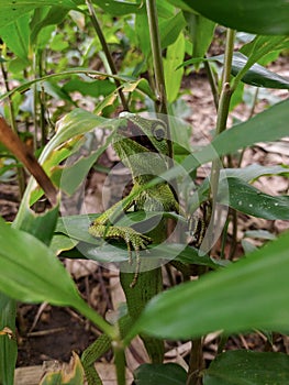 Green chameleon on the tree. Reptil. Fauna, animals. photo