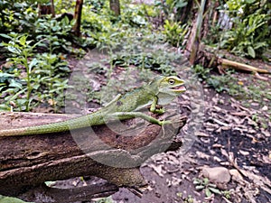 Green chameleon on the wood. Reptil. Fauna, animals. photo