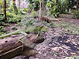 Green chameleon on the wood. Reptil. Fauna, animals. photo