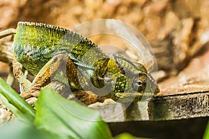 Green chameleon on the trees