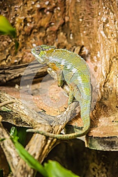 Green chameleon on the trees