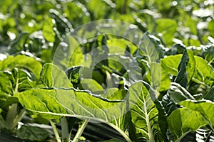 Green chard cultivation in a hothouse field