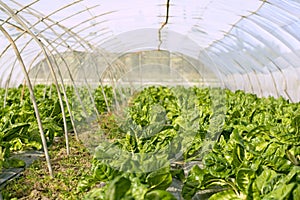 Green chard cultivation in a hothouse field