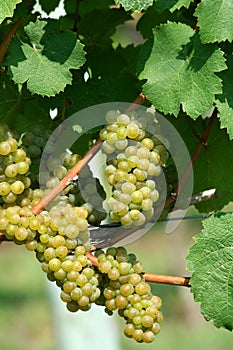 Green chardonnay grapes photo